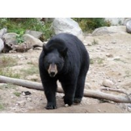 Tierwelt in Kanada