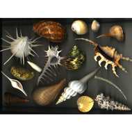 Kurioses Muschelmuseum
