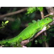 Gr�ner Leguan