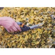 Fiskars Buchsbaumschere