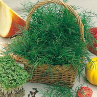 Dill-Samen