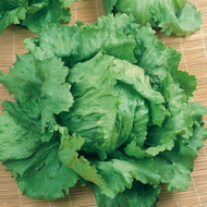 Eissalat-Samen