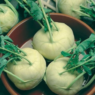 Kohlrabi-Samen