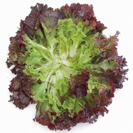 Pflücksalat-Samen