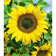 Sonnenblumen-Samen