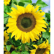 Sonnenblumen-Samen