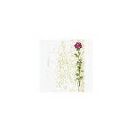 Sigel Design-Papier Rose Bloom 25 Bl.