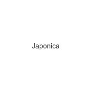 japonica