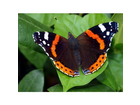 Schmetterling-aufnahme-mit-35mm-und-olympus-e-450