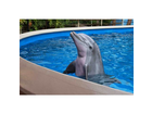 Delfin-in-der-dolphin-nursery
