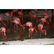 Flamingo-s