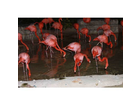 Flamingo-s