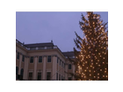 Schloss-schoenbrunn-und-der-weihnachtsbaum