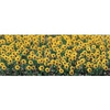 Busch-8103-sonnenblumen