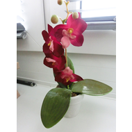 Meine-orchidee