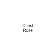 christ-rose