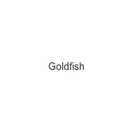 goldfish
