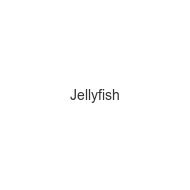 jellyfish