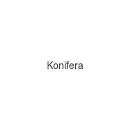 konifera
