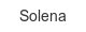 solena
