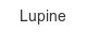 lupine