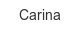 Carina carina