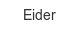 eider