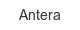 antera