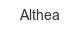 althea