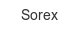 sorex