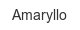 amaryllo