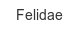 felidae