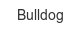 bulldog