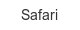 safari