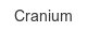 cranium