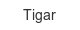 tigar