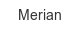 merian