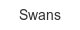 swans