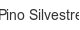 pino-silvestre