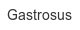 gastrosus