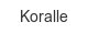 koralle