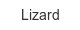 lizard