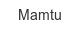 mamtu