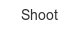 shoot
