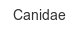 canidae