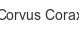 corvus-corax
