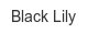black-lily