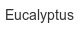 eucalyptus