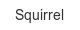 squirrel