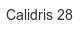 calidris-28